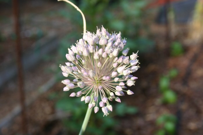 Growing garlic in georgia