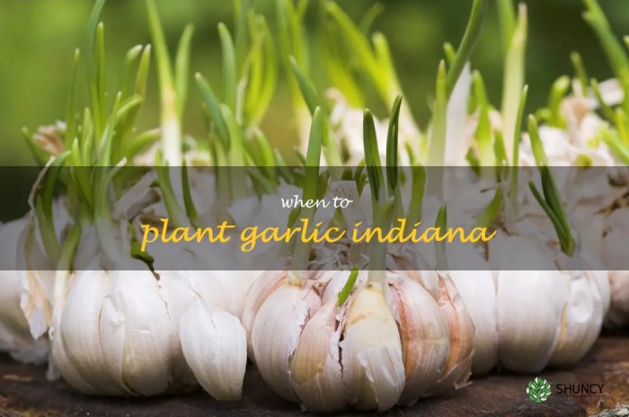 When to plant garlic in indiana