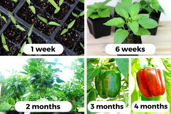 How long for bell pepper seeds to sprout