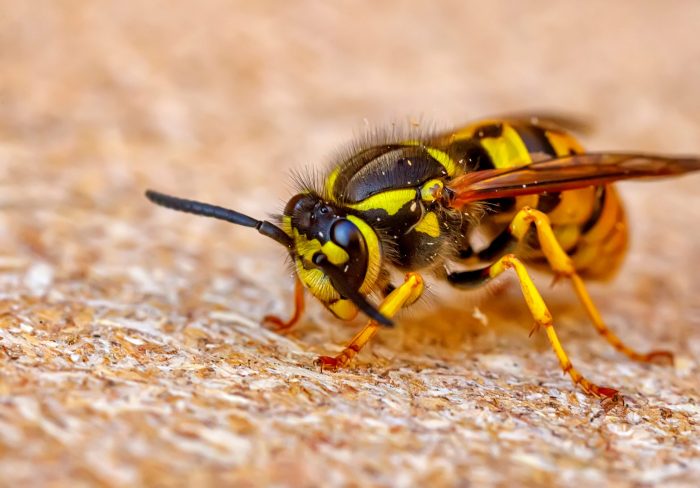 How long do wasps live for
