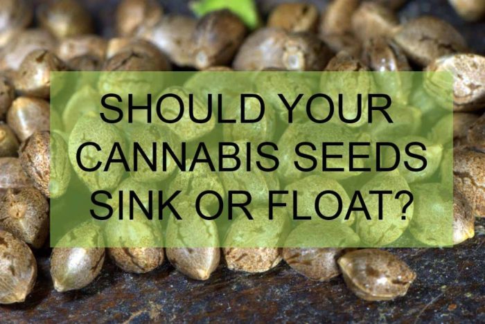 Do good seeds float or sink
