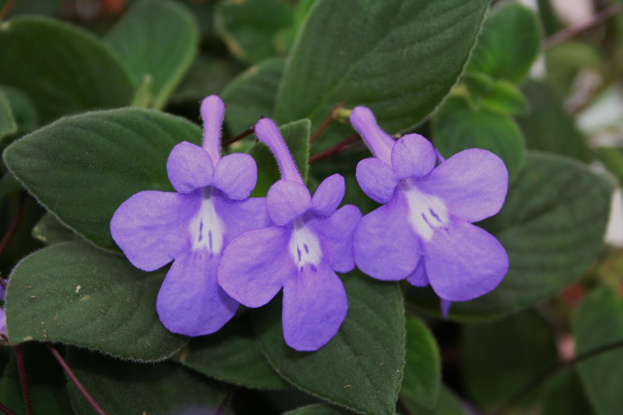 Streptocarpus