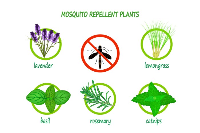 Mosquito repellent plants texas