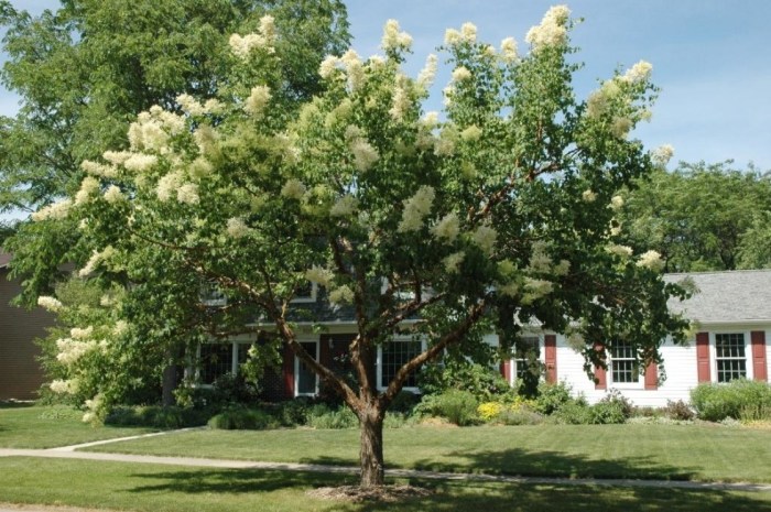 China lilac tree