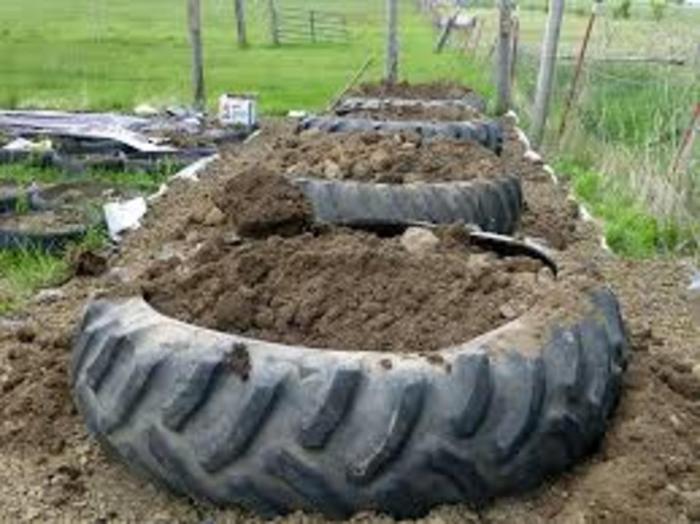 Planting potatoes in tires