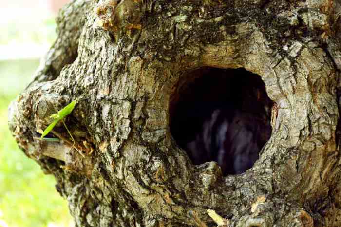 Tree with a hole