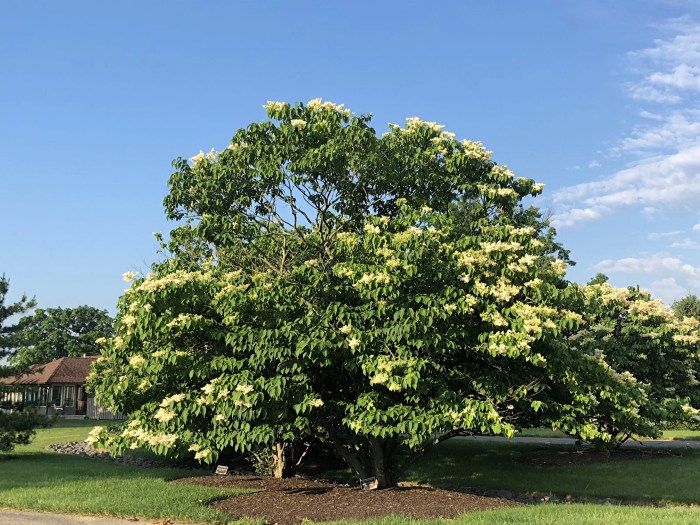 Typically showy shrub fragrant syringa grows commonly reticulata