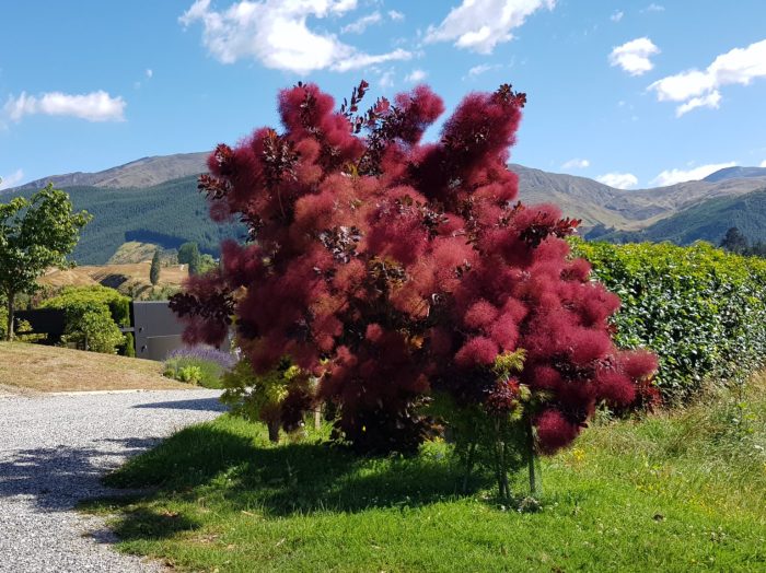 Grace smokebush gertens plant fall cotinus plants