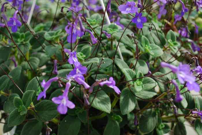 Streptocarpus plants for sale