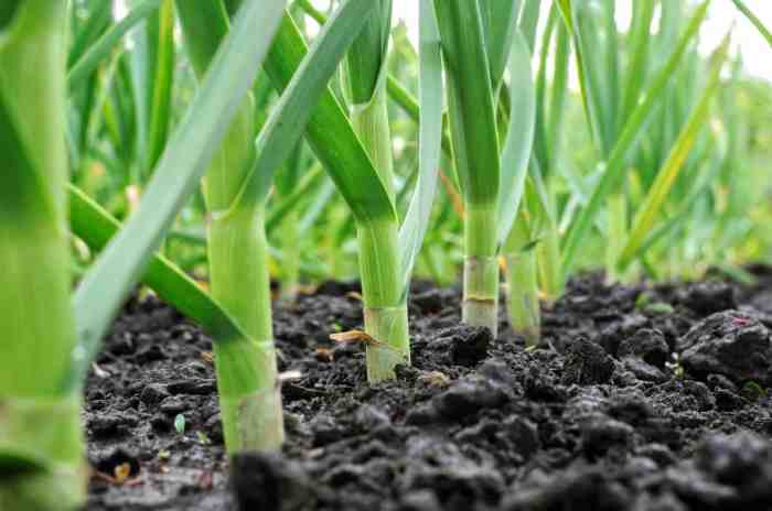 Garlic plant growing planting zone field when grow plants garden guide soil gardening fall varieties definitive beginners plantation gardeningknowhow choose