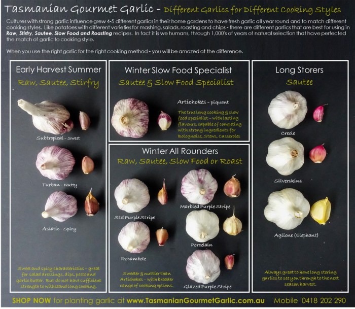 Types of garlic chart