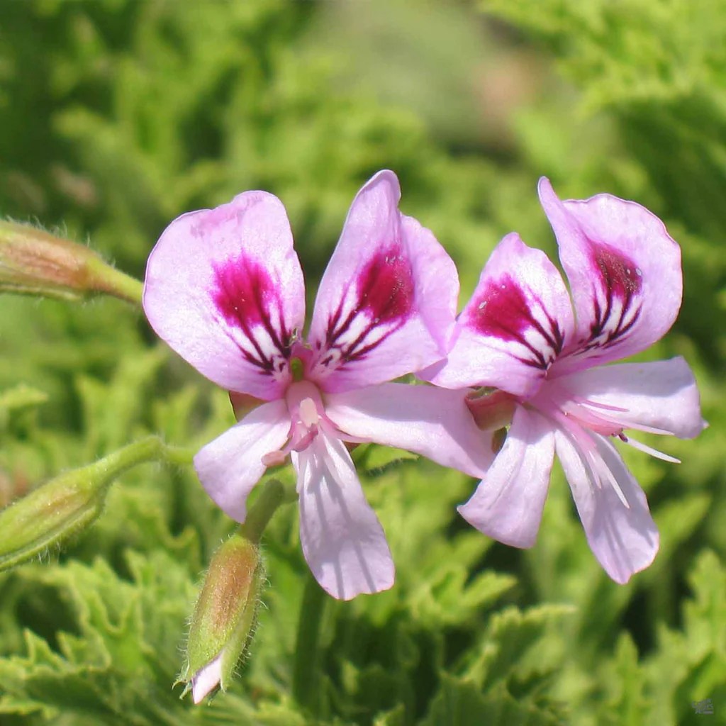 Citronella geraniums