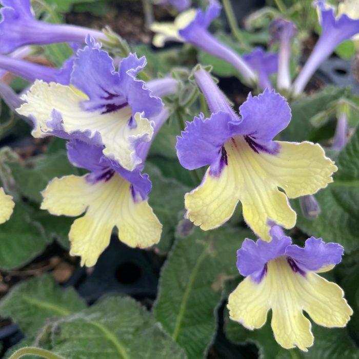 Streptocarpus plants for sale