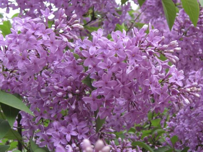 China lilac tree