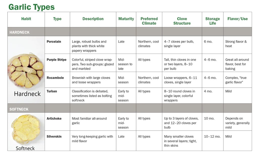 Types of garlic chart