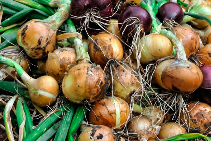 Growing garlic in georgia