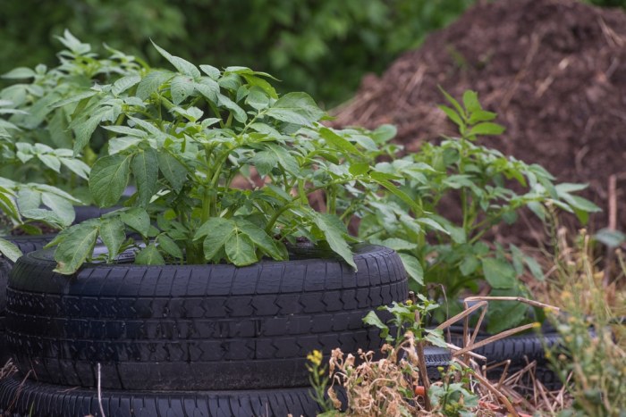 Planting potatoes in tires