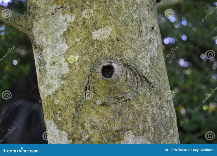 Tree with a hole