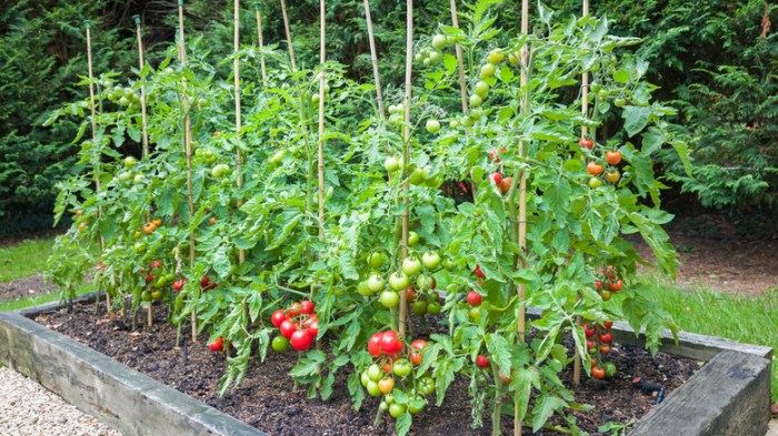 Tums for tomato plants