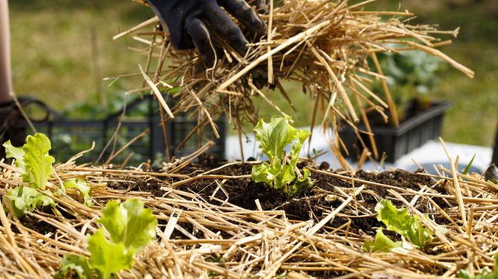 Putting straw on garden for winter