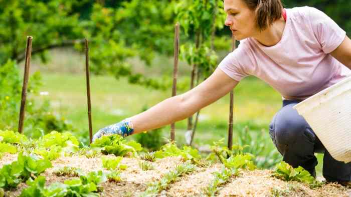 Putting straw on garden for winter