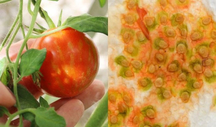 How to save tomato seeds without fermenting