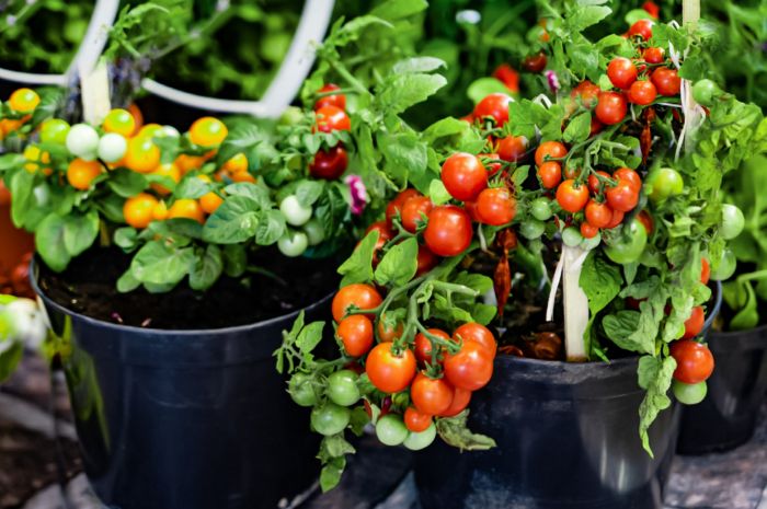 Tomatoes pots stake cherry staking vilee tips stability