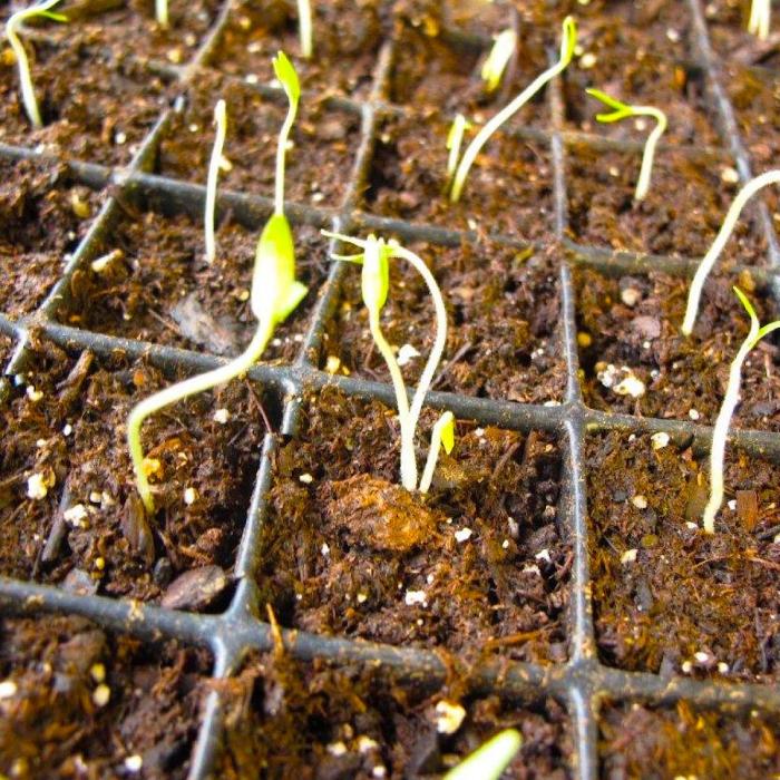 Pepper seeds germinating sprout peppers grow tricks them germination growing germinate hot take days within start starting