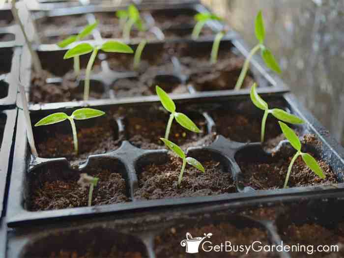 How long for bell pepper seeds to sprout