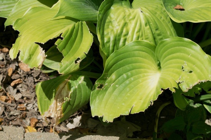 Hostas eating comments gardening