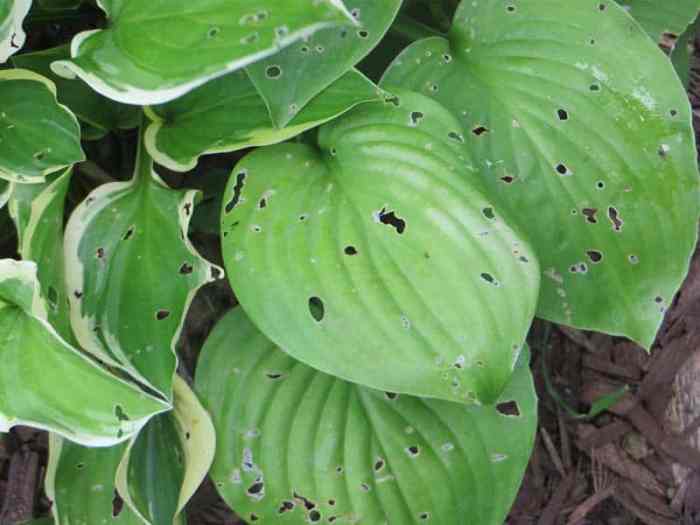 What eats hosta leaves